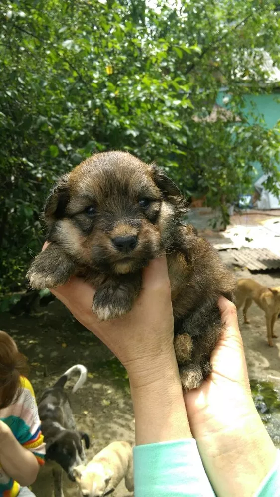 Собаки и щенки. Надежные друзья и охранники для дома и семьи в Алматы 10