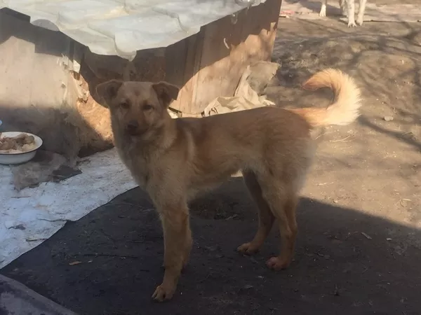 Собаки и щенки. Надежные друзья и охранники для дома и семьи в Алматы 11