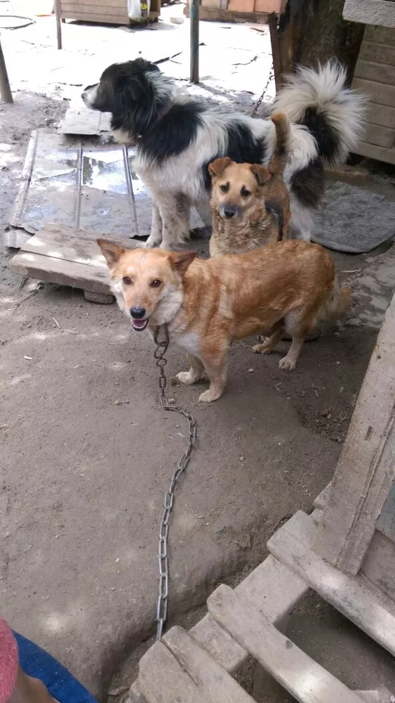 Собаки и щенки. Надежные друзья и охранники для дома и семьи в Алматы 12