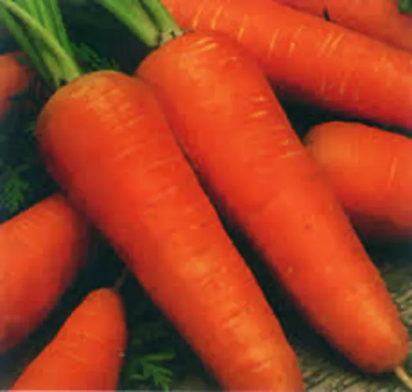 Семена сортовой моркови Курода Новая 3