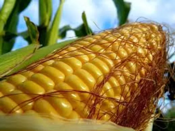 Высокоурожайные гибриды кукурузыПионер/Pioneer. Гибриды Венгрия