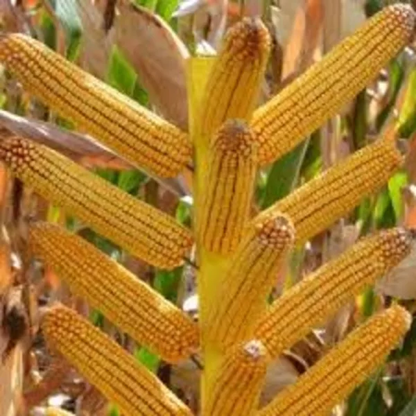 Высокоурожайные гибриды кукурузыПионер/Pioneer. Гибриды Венгрия 2