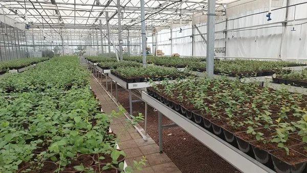 Вегетационные столы для выращивания рассады 2