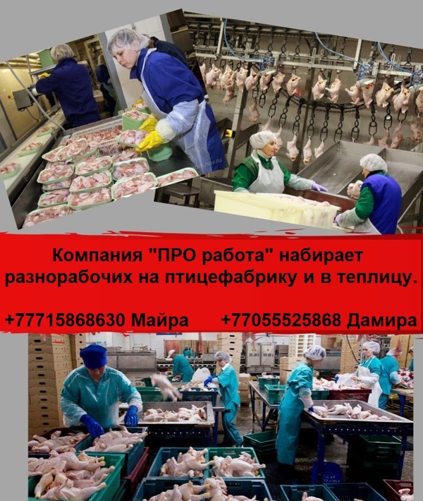 Компания ПРO работа ищeт разнорабочих на работу в птицефабр. и теплицу 2