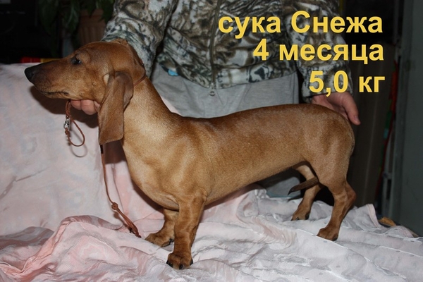 щенки таксы 4 мсяца 2