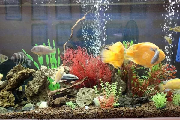 Продается шикарный аквариум с рыбками 2