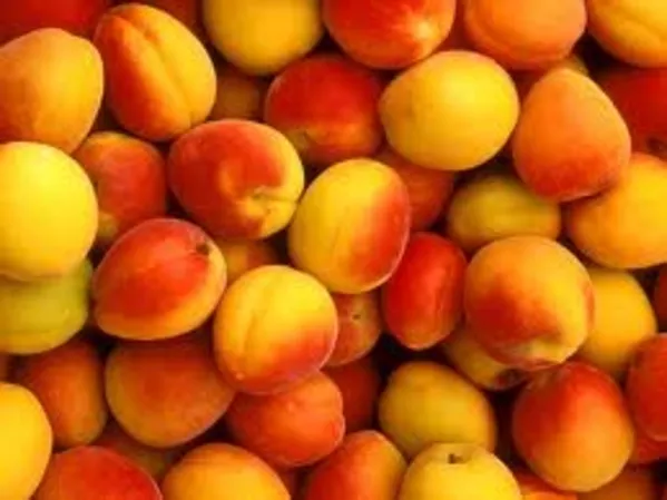Оптовые продажи фруктов по Казахстану. (от 5 тонн) Персики,  абрикосы,  
