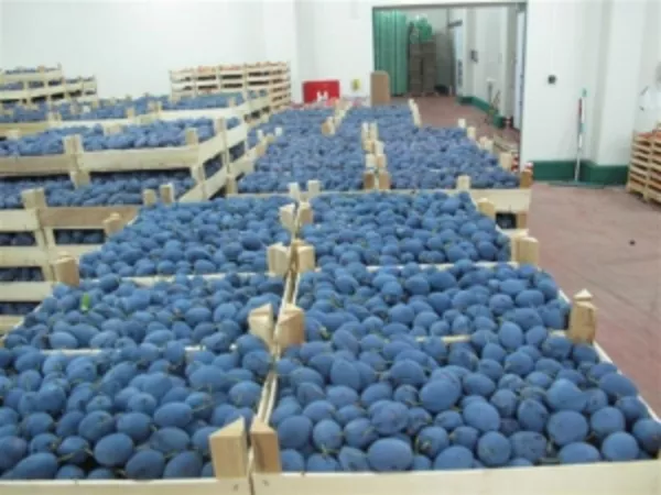 Оптовые продажи фруктов по Казахстану. (от 5 тонн) Персики,  абрикосы,   3