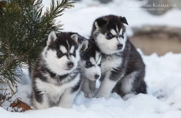 Щенки Сибирской Хаски,  питомник «The Present of Wolf»  3