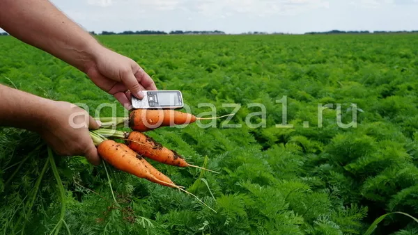 Морковь оптом напрямую с фермерского хозяйства (от 20 тонн) 2