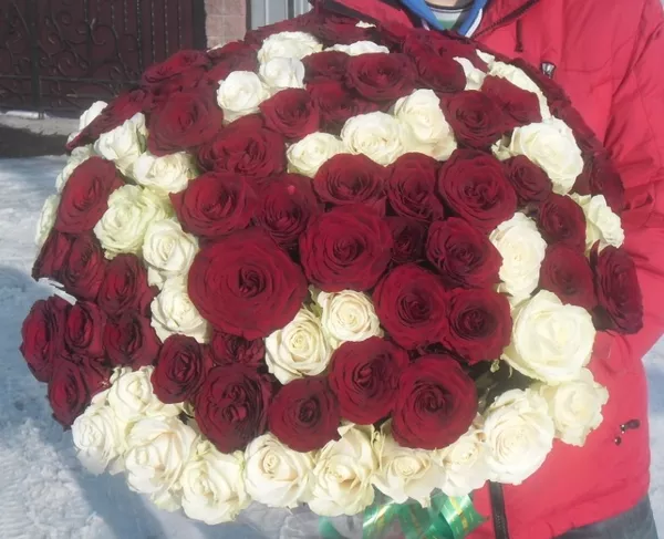 Букет из  101 розы белого и красного цвета 50 см