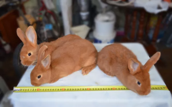 Продам кроликов “Новозеландской Красной” породы 2