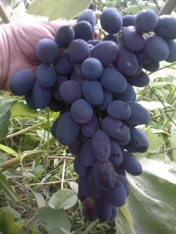 продам саженцы винограда черной смородины малины грецкого ореха