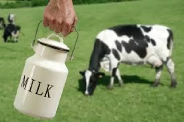 крестьянское хозяйство продает молоко