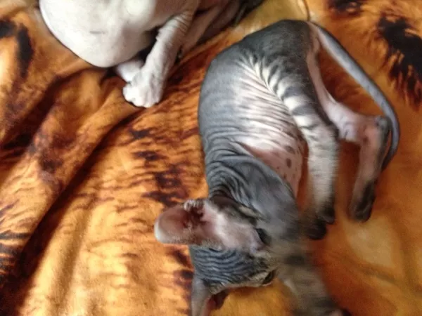 Продам котенка породы донской сфинкс 6