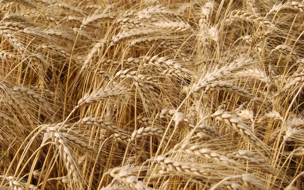 Продам фуражную пшеницу