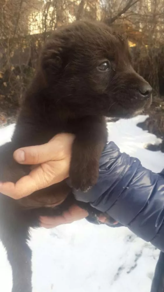 Продам чистокровных щенков среднеазиатской овчарки САО Алабай. 