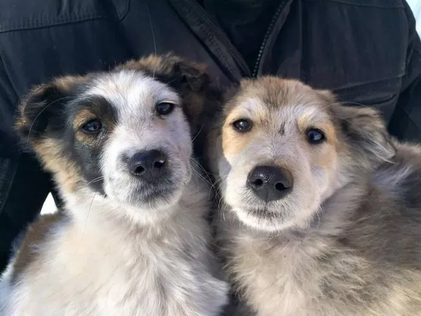 Собаки и щенки для охраны дома в Алматы