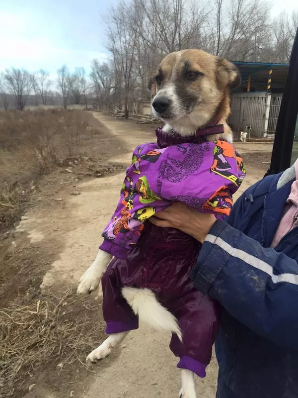 Собаки и щенки для охраны дома в Алматы 3