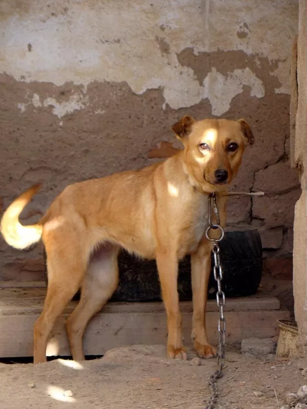 Собаки и щенки для охраны дома в Алматы 4