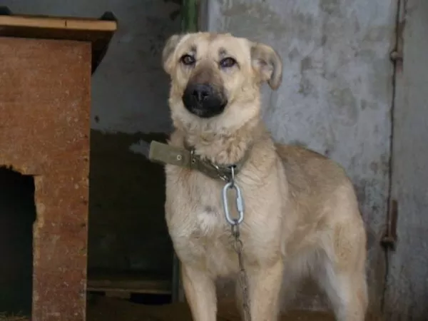 Собаки и щенки для охраны дома в Алматы 5