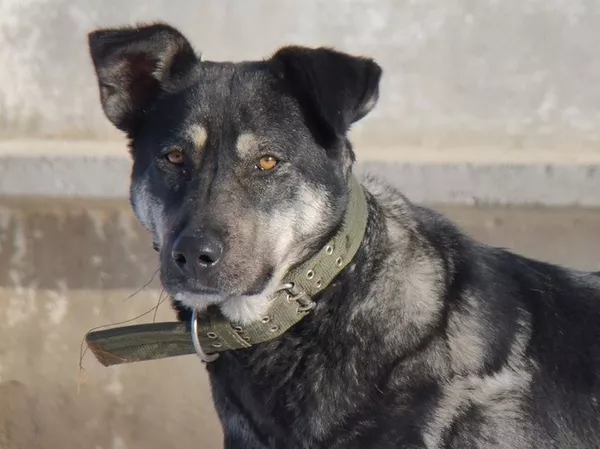 Собаки и щенки для охраны дома в Алматы 6
