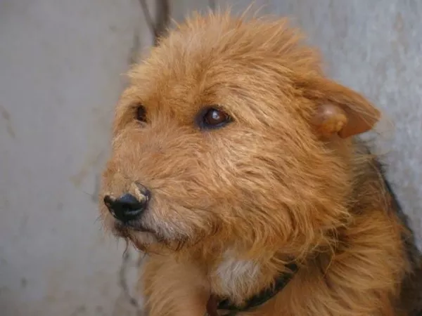 Собаки и щенки для охраны дома в Алматы 7