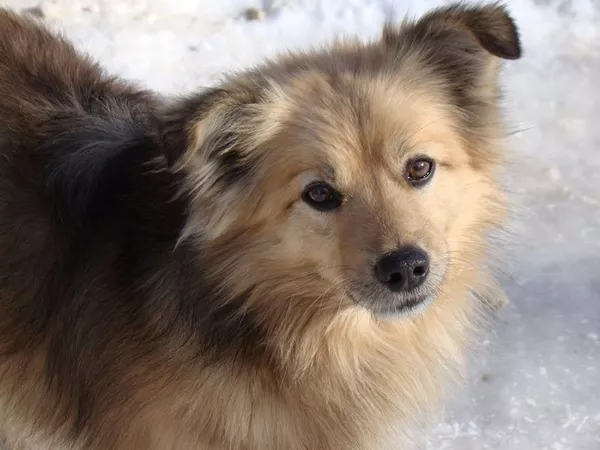 Собаки и щенки для охраны дома в Алматы 10