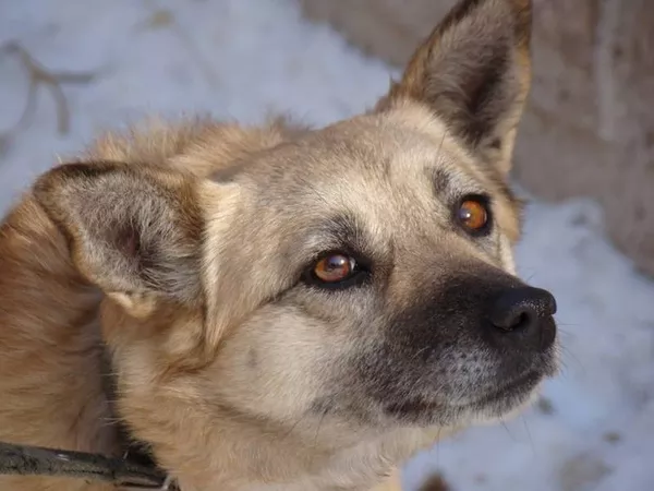 Собаки и щенки для охраны дома в Алматы 11