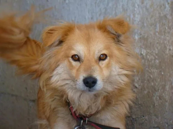 Собаки и щенки для охраны дома в Алматы 13