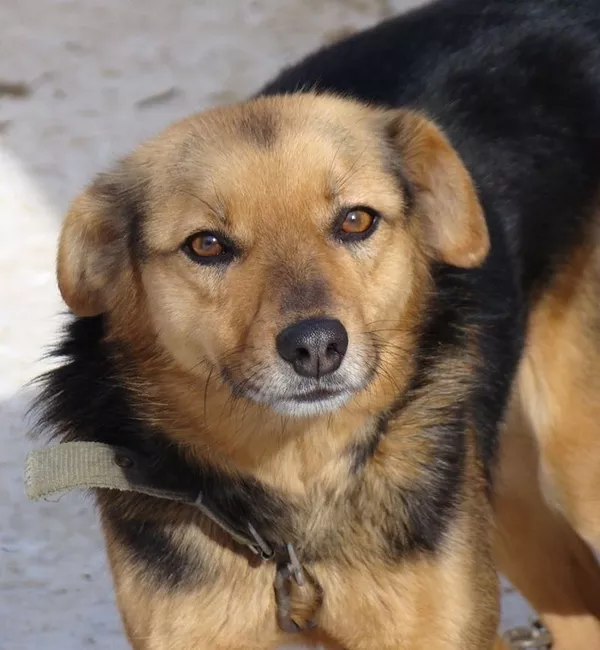 Собаки и щенки для охраны дома в Алматы 14