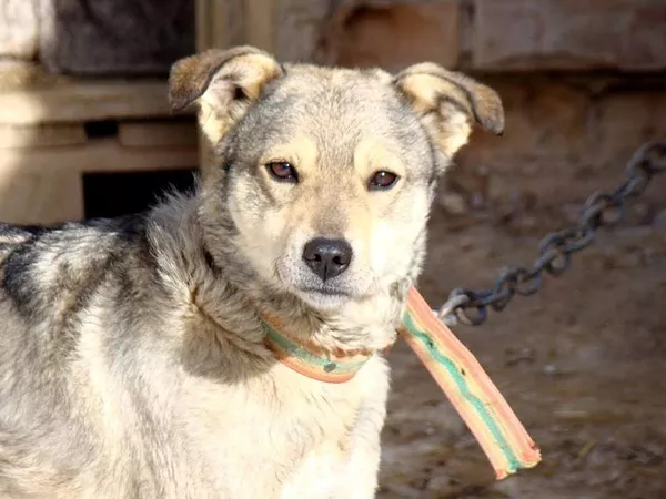 Собаки и щенки для охраны дома в Алматы 16
