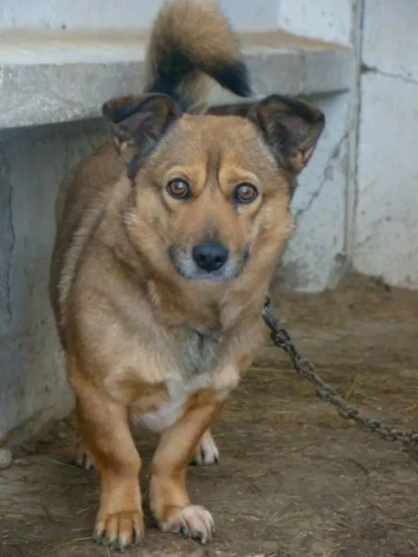 Собаки и щенки для охраны дома в Алматы 17