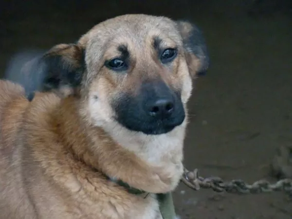 Собаки и щенки для охраны дома в Алматы 18