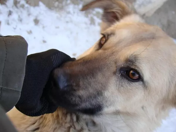 Собаки и щенки для охраны дома в Алматы 20
