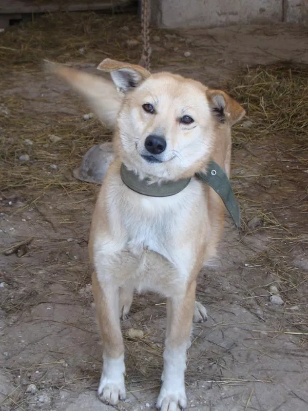 Собаки и щенки для охраны дома в Алматы 21