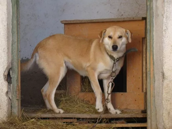 Собаки и щенки для охраны дома в Алматы 22