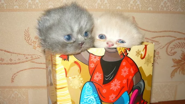 Персидские котята 4